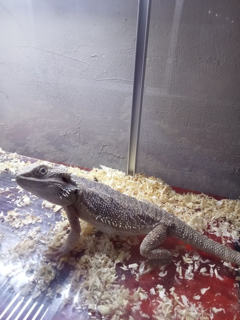 Agama brodata samiczka