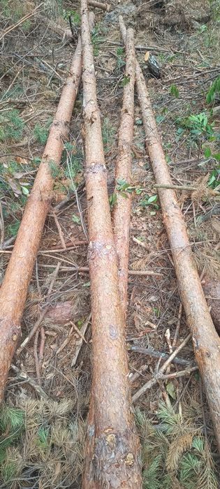 Stemple budowlane,słupki ogrodzeniowe