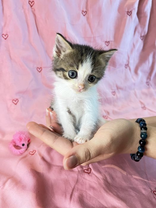 Кошенята 6 тижнів хлопчики та дівчатка