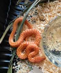 Wąż mahoniowy samica