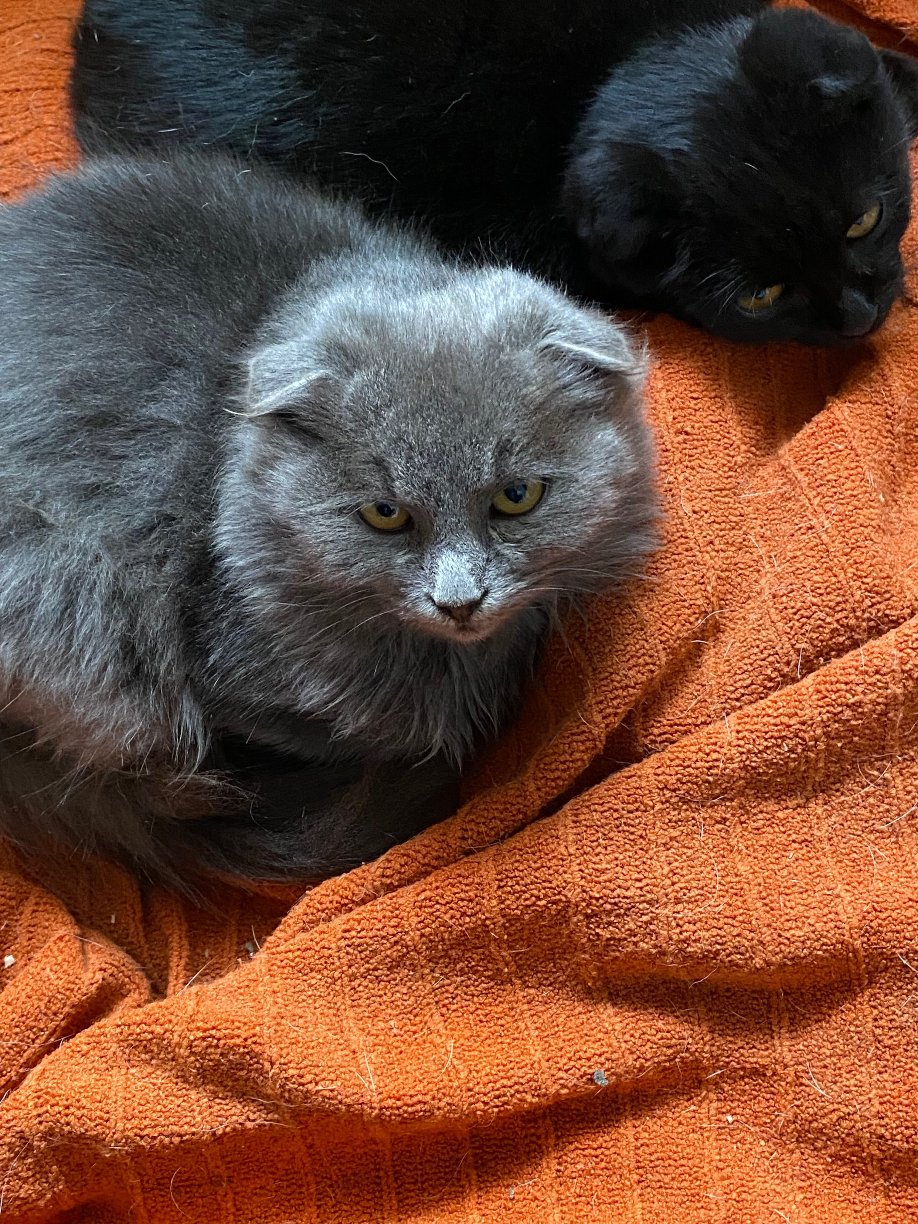 Висловухі коти. Чорний і сірий хлопчик