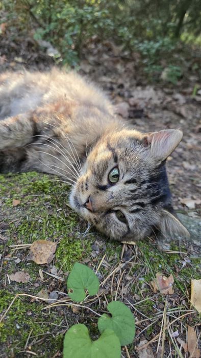 Poszukiwany dom tymczasowy dla kota