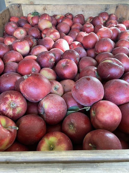 Jabłka Prince oraz Jonagored