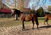 Klacz małopolska, 167 cm, 2.5 roku