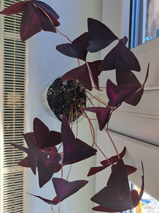 Кислиця оксаліс зелена, фіолетова