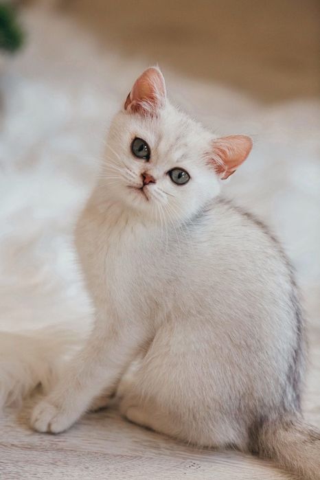 British shorthair