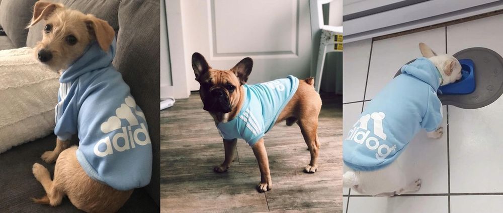 Bluza ADIDOG ubranko dla średniego psa kolor BŁĘKITNY, rozmiar XL