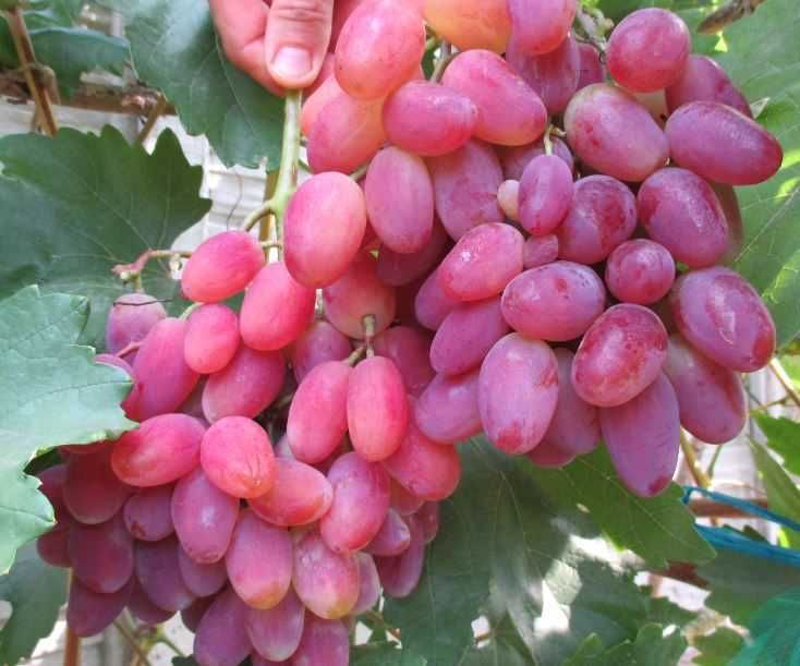 Крупные саженцы винограда киш-миш Лучистый
