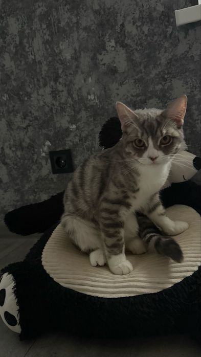 Кіт Айсік шукає свою сім’ю