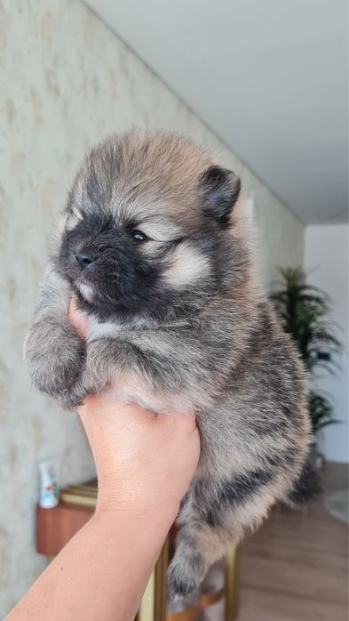 Menino Lulu da Pomerânia mini de Qualidade