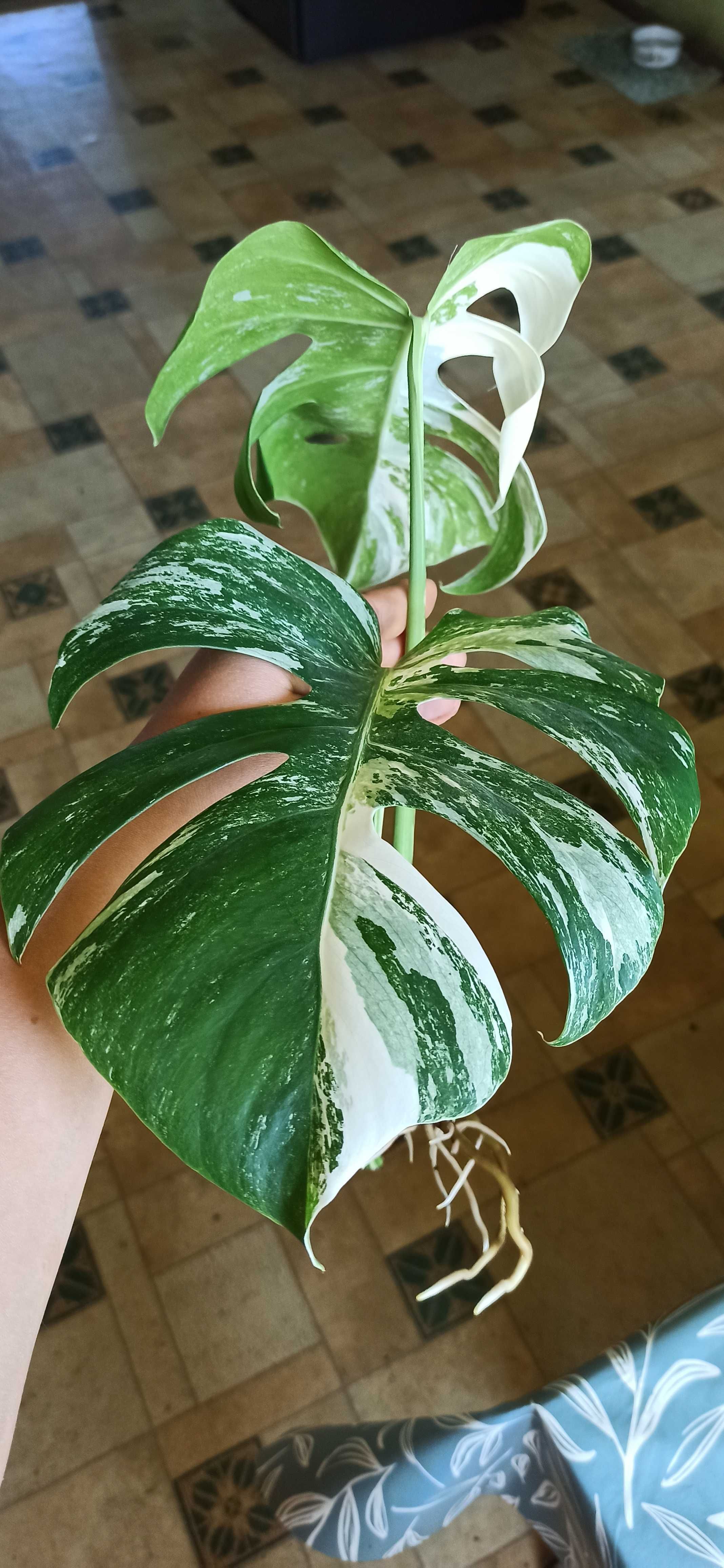 Monstera variegata szczyt