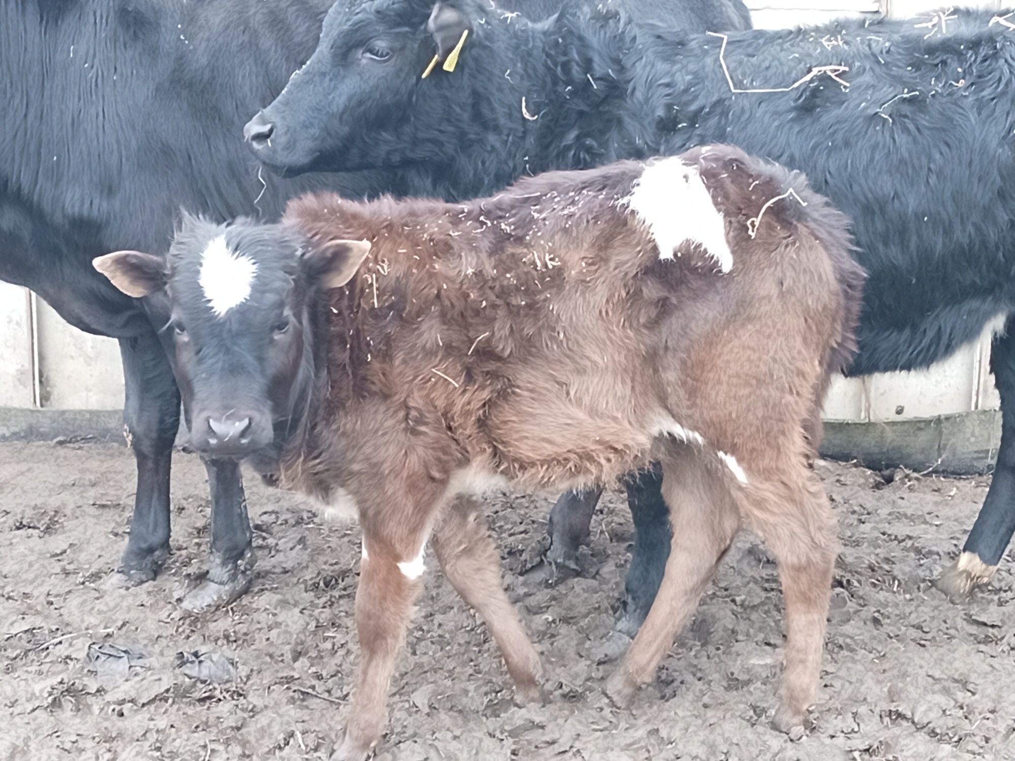 Sprzedam byczka indyjski zebu mini