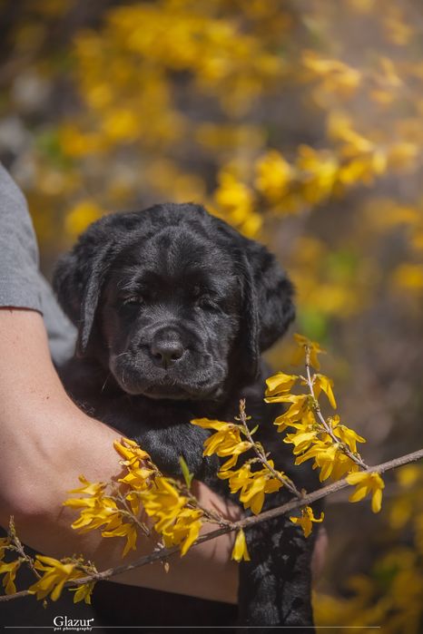 Чорні цуценята розплідник “Lab’Soul Shine”