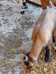 Cabrito macho anão