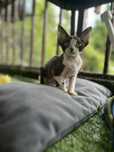 Zabawny bialo-czarny Devon Rex