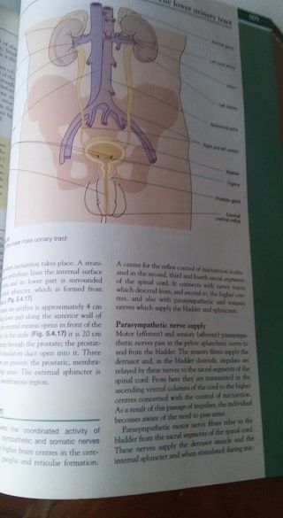 Physiology for Nursing Practice piękna anatomia dla pielęgniarek