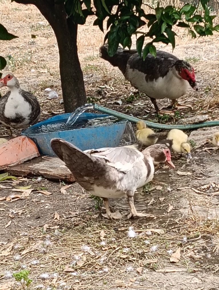 Patos varias tamaños