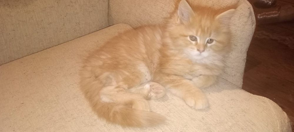 Kotka, maine coon, kot z rodowodem