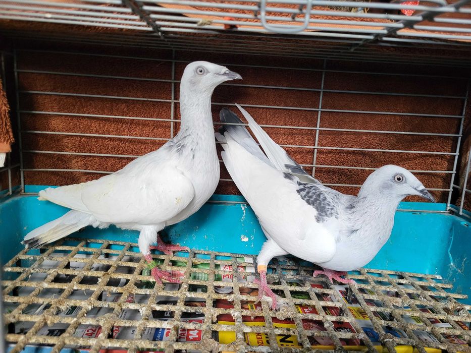 Gołębie jasne (wylot)