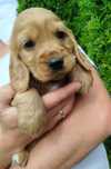 Piekny Cocer Spaniel z rodowodem