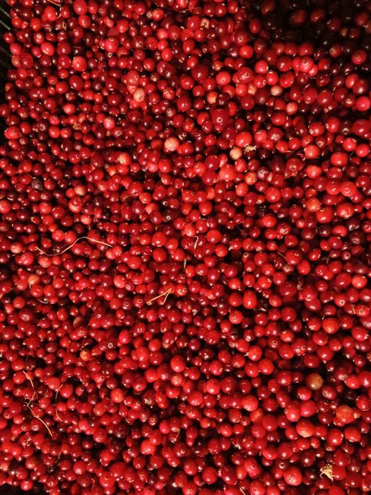 Ягоди Жувлина ( КЛЮКВА )