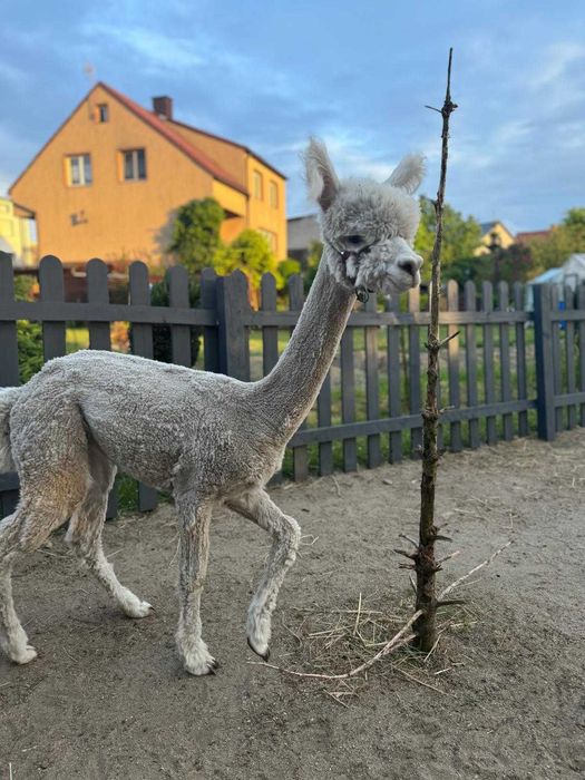 Alpaka samiec Dyzio