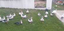 Patos Caseiros criados ao ar livre 2 por 15€