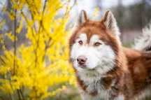 Młody, piękny, rudy siebrian husky dla osób lubiących wyzwania.Adopcja