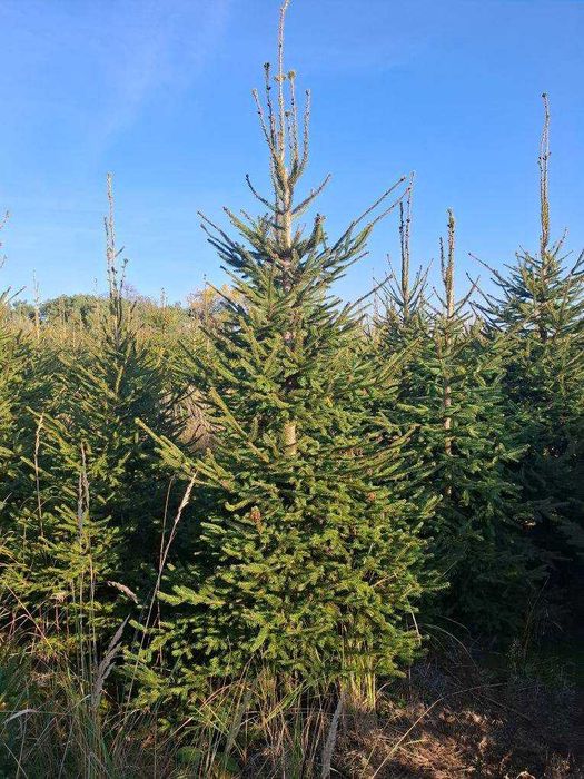 Świerk, świerki, choinki prosto z plantacji 180-280 cm