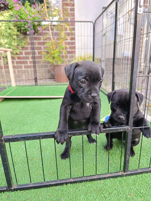 Staffordshire bull terrier ZKwP/FCI