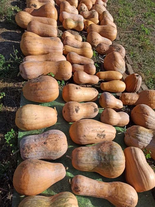 Гарбуз,тиква,кабак домашня, Продам кабак, тыква гитара,насіння,