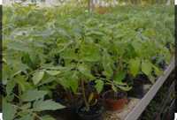 Promocja pomidory ekologiczne  sadzinki koktailowe gruntowe ursynow