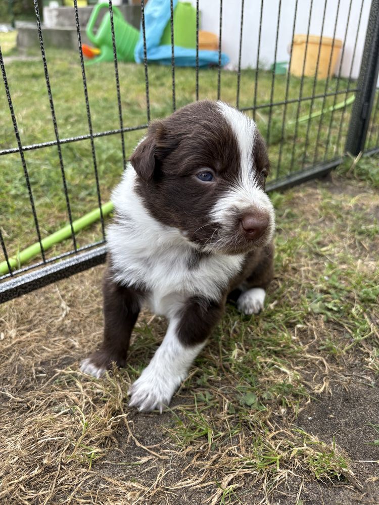Border Collie czekoladowo-biały piesek