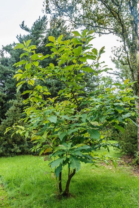 Magnolia parasolowata (Magnolia tripetala) Wys. 80-120cm Doniczka 2.0L