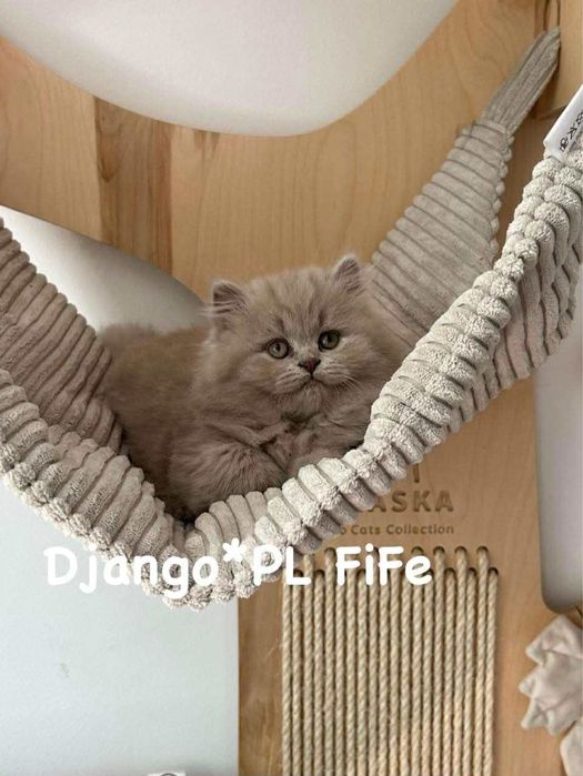 Czystej rasy kocurek brytyjski liliowy długowłosy  po utyt.  przodkach