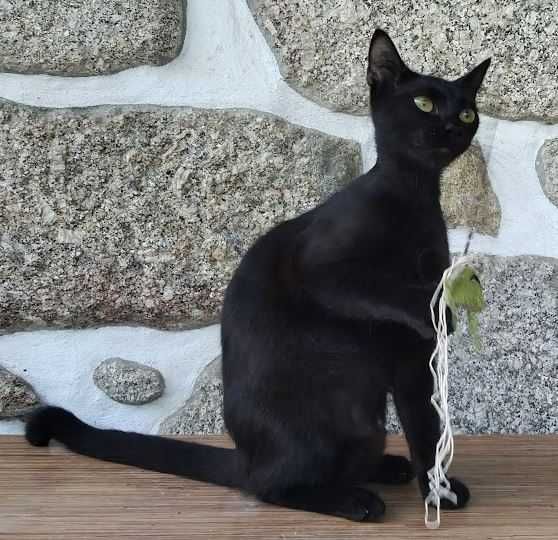 Dou gatinha esterilizada preta com 1 ano.