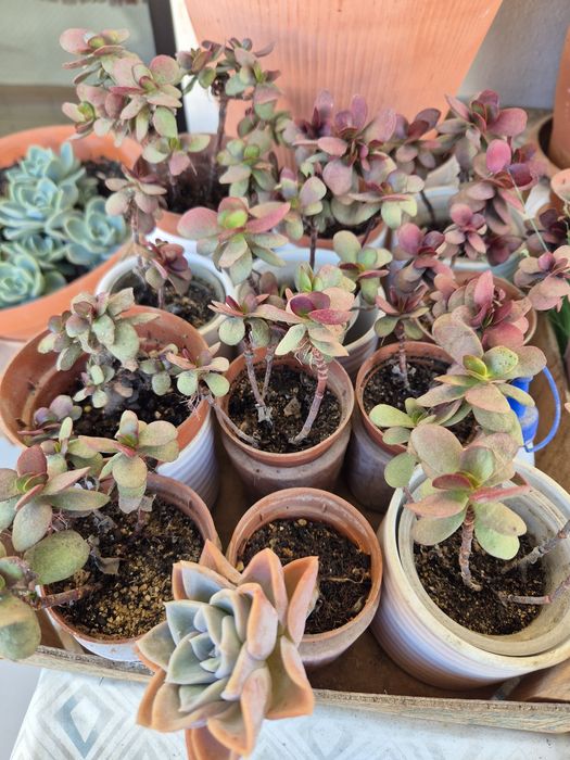 Suculentas e plantas diversas