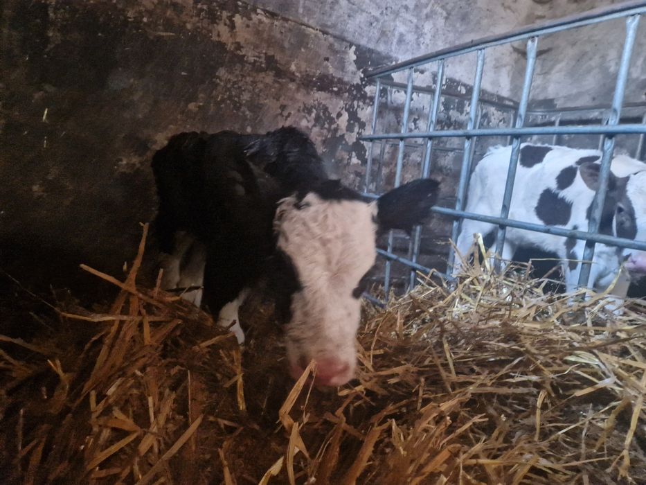 Byczki I jałoszki od rolnika