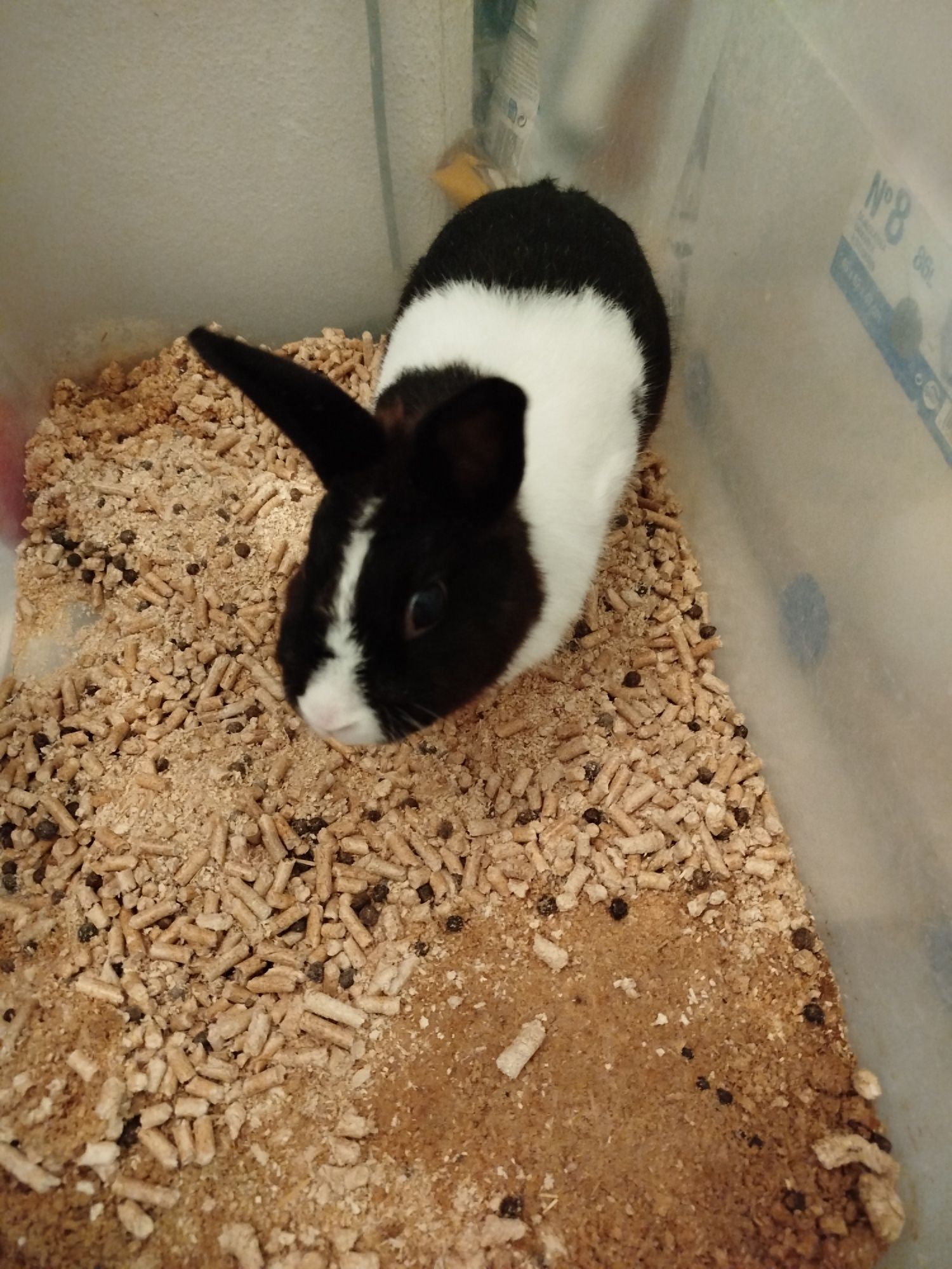 Vendo coelhos anões