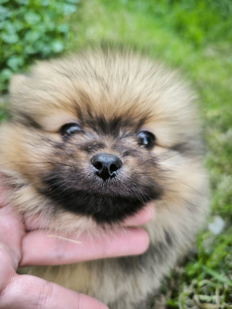 Szpic miniaturowy pomeranian samiec