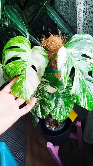 Monstera Deliciosa Variegata 7 liści