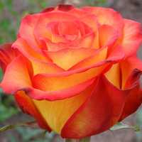 Кусты роз, саженцы роз чайно-гибридные