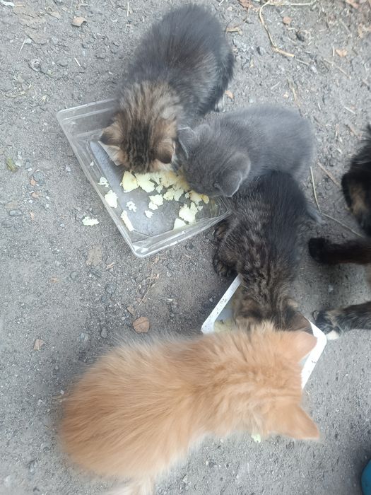 Котенята в добрі руки