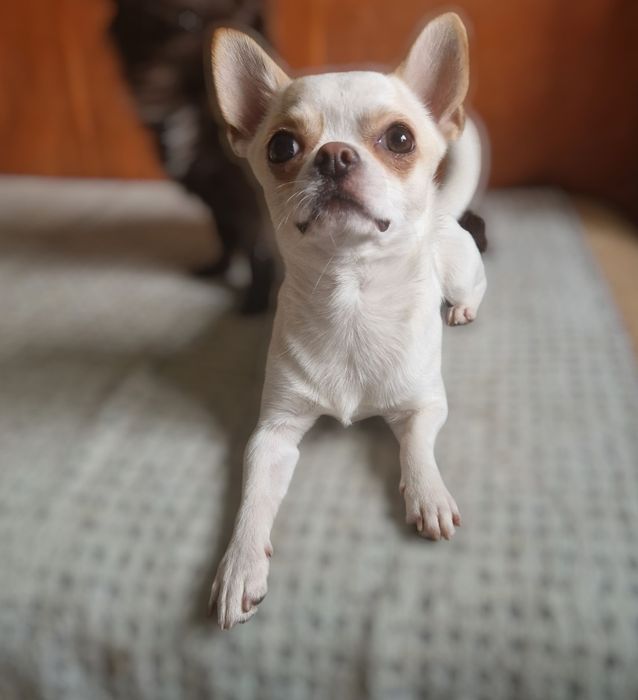 Чихуахуа Красавчик подросток