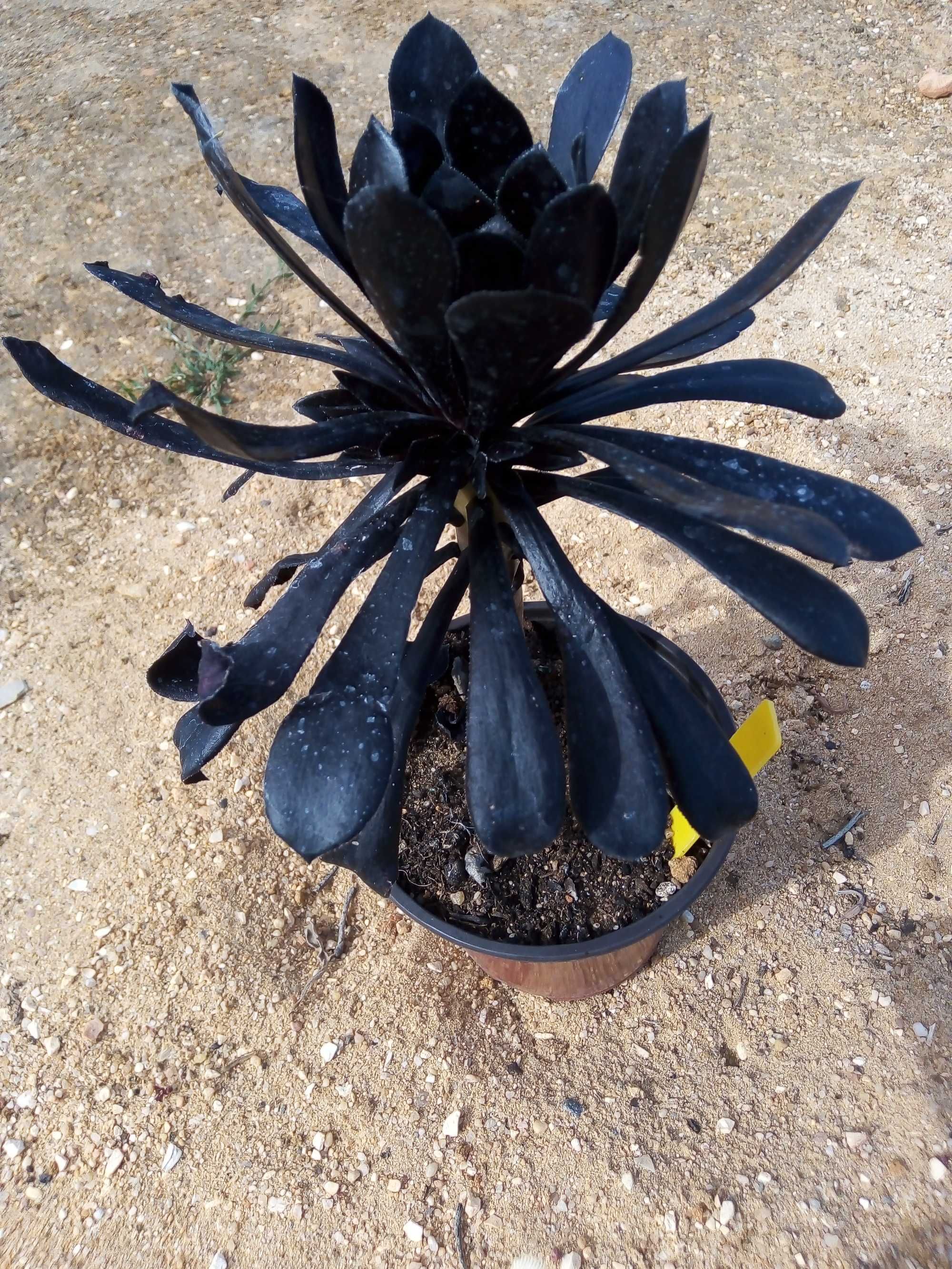 Aeonium Zwartkop