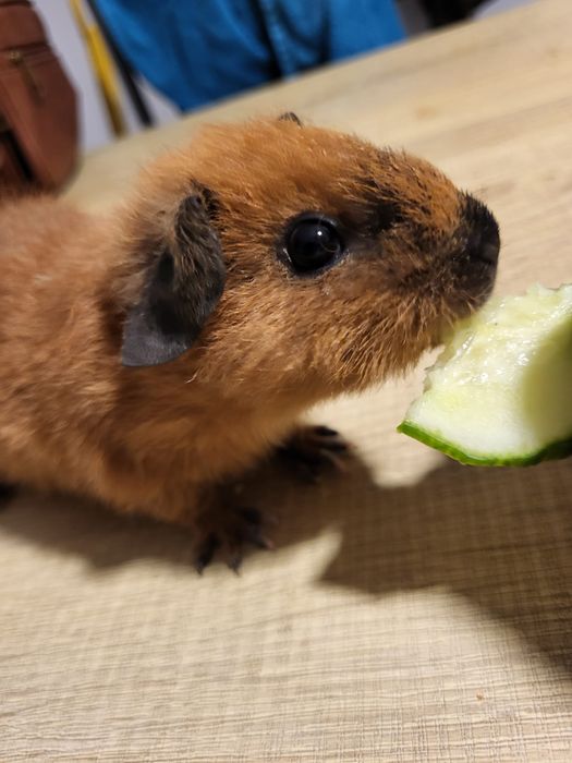 Świnka morska US Teddy samiczka