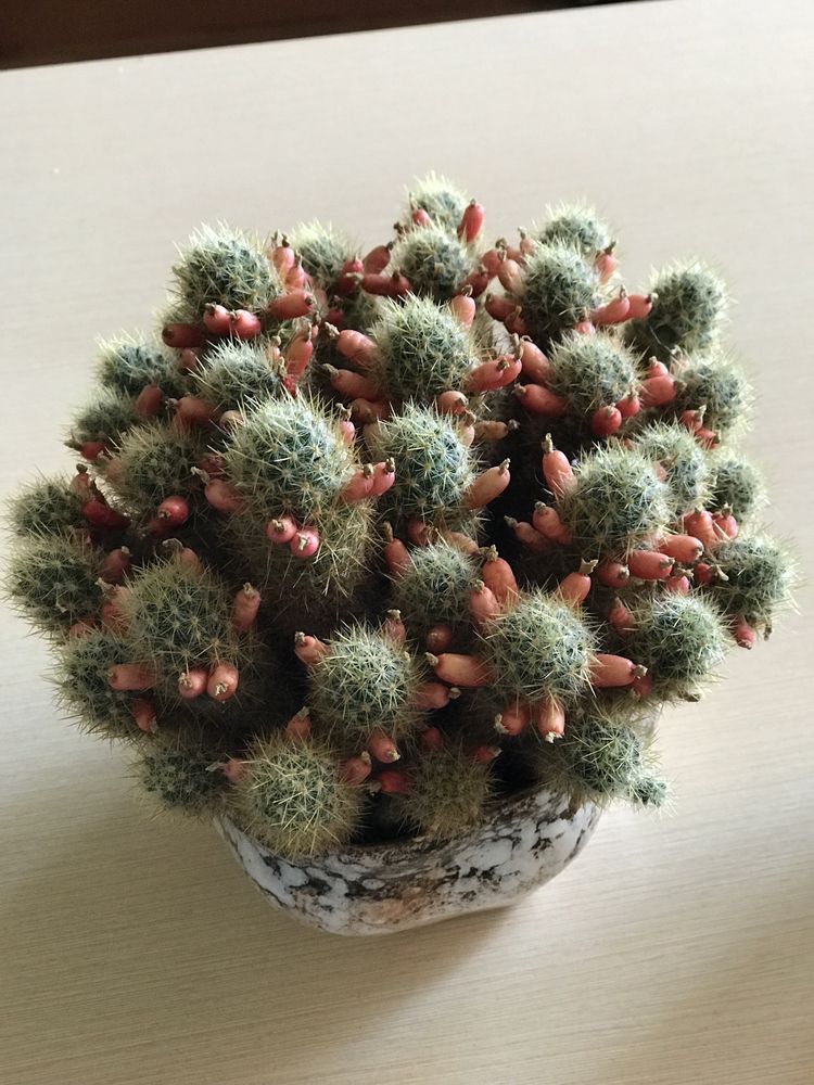 Семена кактуса маммиллярия побегоносная Mammillaria prolifera