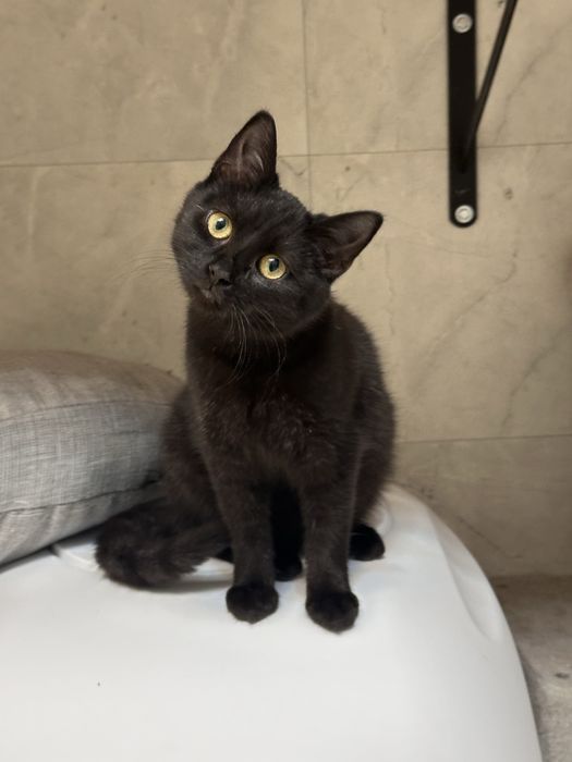 3 miesięczna koteczka szuka domku