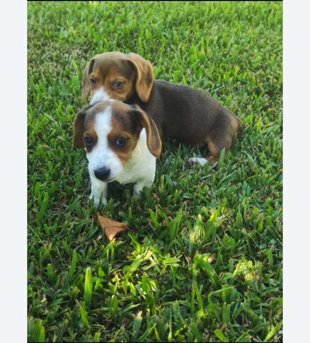 Travessos para adoção Beagle x Jack Russell
