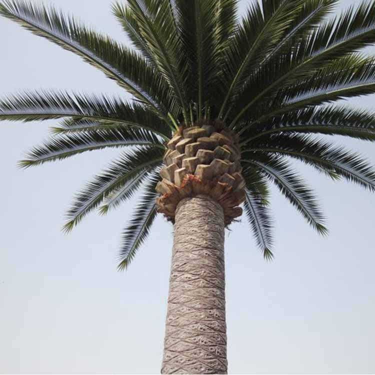 Date Palm 6,5m piękna duża palma naturalny wygląd